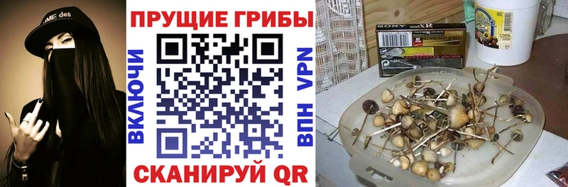 Псилоцибиновые грибы ЛСД  купить наркотики цена  Гаврилов Посад 